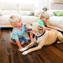 Johnson Hardwood Tuscan Collection - MAPLE 1/2"T x 4-1/2",6",7-1/2" W Engineered Hardwood (41.5sqft/box) - Golden State Floors